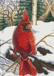 (image for) Winter Cardinal